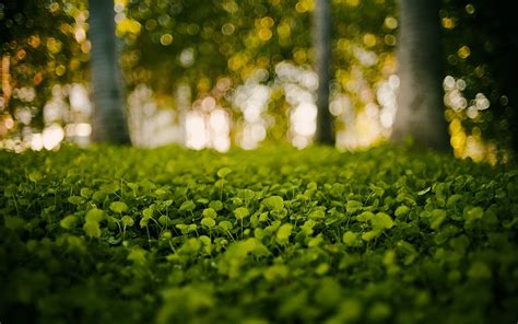 Green Bokeh Wallpapers Wallpaper Cave