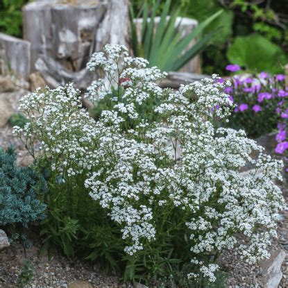 Роза Эден Роуз (Eden Rose) - купить в Минске, доставка почтой по ...