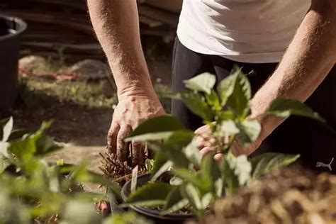 O Que Plantar Em Abril Em Portugal 2024Como Fazer Tudo