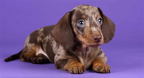 Dapple Dachshund