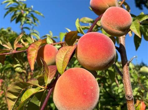 The 4 Best Health Benefits Of Peaches Chashmak