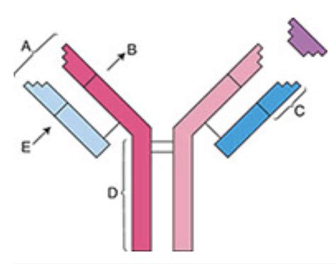 Ati Immune System Quizlet Fueltrust