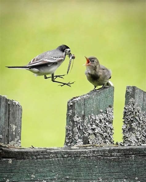 40 Enchanting Bird Photos From Finland That Showcase Nature's Beauty