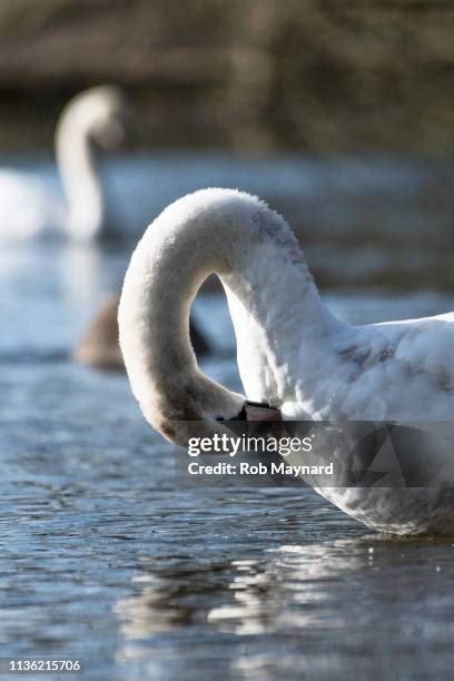 swan lake wildlife area   premium high res pictures getty images
