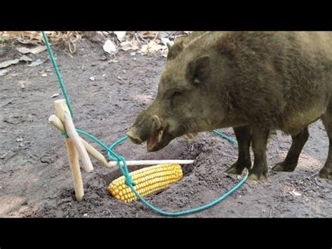 Armadilha De La O Para Pegar Animais Javali Paca Capivara Tatu Cotia