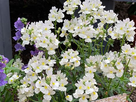 Nemesia Patio Ready Wisley Vanilla In 3L Pot Merryhatton Garden Centre