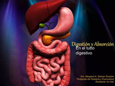 Fisiología gastrointestinal absorción y digestión PPT Descarga Gratuita