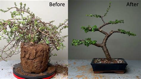 Making Dwarf Jade Bonsai Informal Upright Style Repotting Pruning