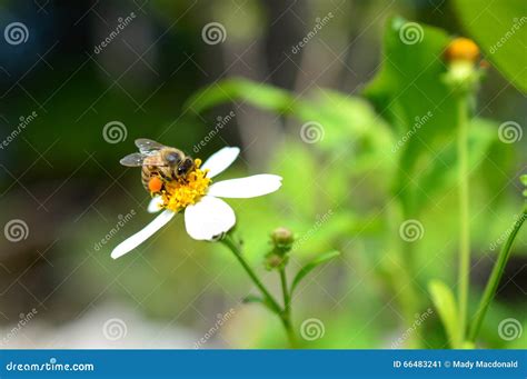 Honey Bee with Full Pollen Baskets Stock Image - Image of honey, detail: 66483241