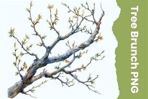 Watercolor Tree Branch Png Graphic by Tawsif's Creation · Creative Fabrica