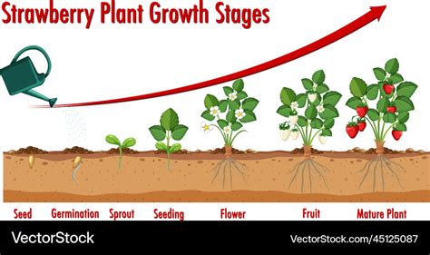 Strawberry Plant Growth Stages Royalty Free Vector Image