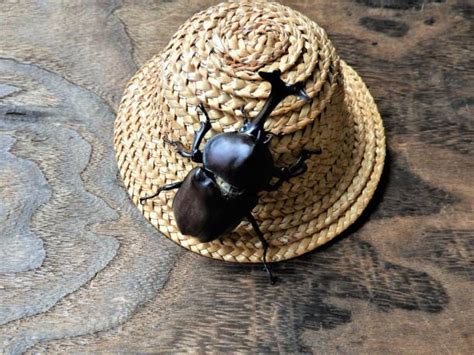 Male And Female Rhinoceros Beetle Stock Photos, Pictures & Royalty-Free Images - iStock