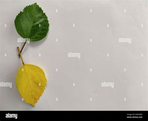 Hibiscus Green And Yellow Leaf In A White Background Scientific Name