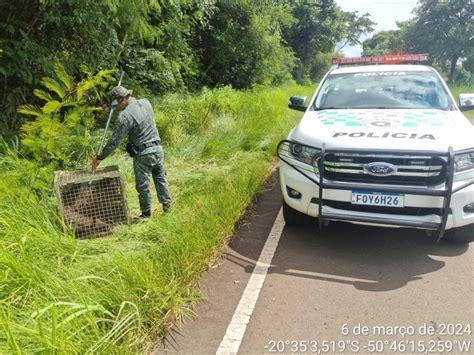 Pol Cia Militar Ambiental Recolhe Tamandu Aparentemente Ferido