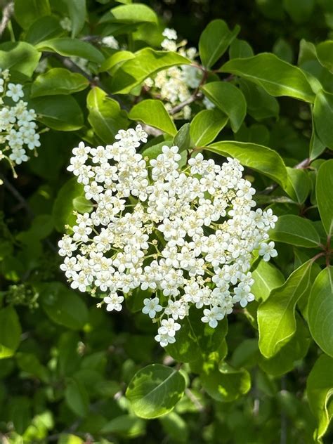 Blackhaw From Rockland County NY USA On May 16 2023 At 11 55 AM By