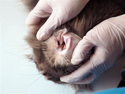 Understanding and Treating Ear Mite Infestations in Cats