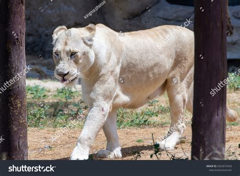 Female African White Lion Panthera Leo Stock Photo 2023674542