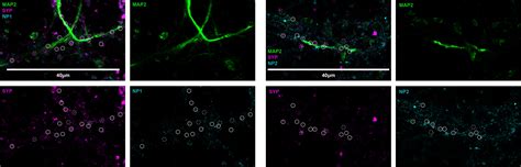 Frontiers Identification Of Neuronal Pentraxins As Synaptic Binding