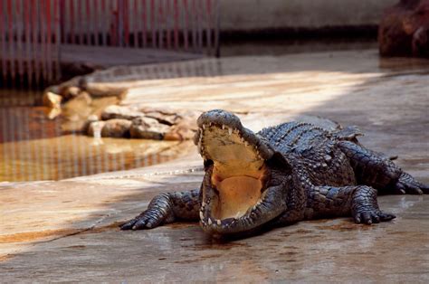 SAMUTPRAKAN Crocodile Farm -Thailand - "The wonderer and his Shadow!"