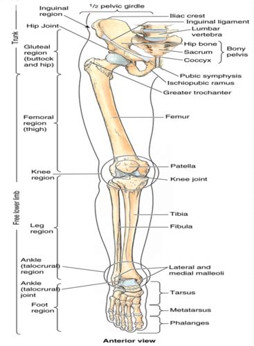 Module 14 Osteology And Arthrology Of The Lower Extremity Flashcards