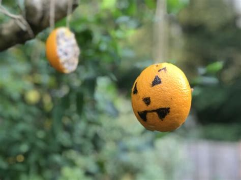 Make a spooky Halloween bird feeder | Scottish Wildlife Trust