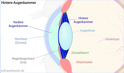 Aufbau Und Funktion Des Menschlichen Auges