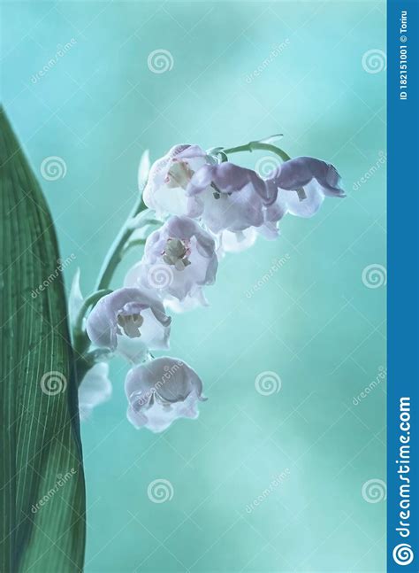 Lily Of The Valley Flowers Stock Image Image Of Rain 182151001