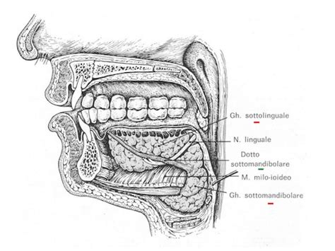 Ghiandole Salivari