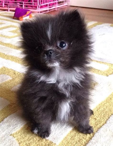 Black Puppy Black Pomeranian Dog Photos