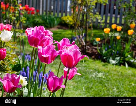 Tulips blooming in the home garden Stock Photo - Alamy