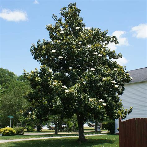 Southern Magnolias For Sale