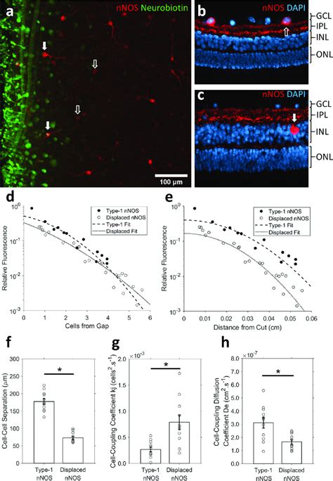 Identification Of Amacrine Cells Expressing Neuronal Nitric Oxide