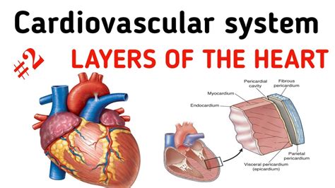 Myocardium Endocardium And Pericardium