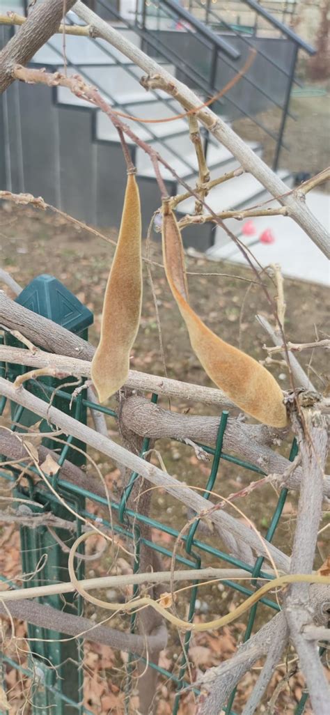 wisteria seeds : r/gardening