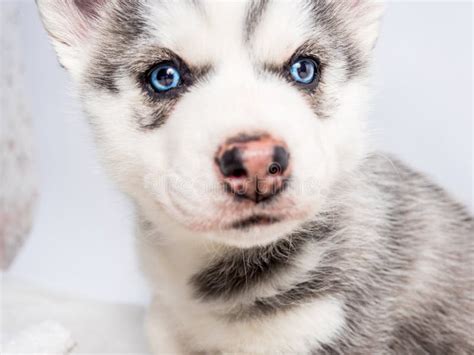 Siberian Husky Puppy with Blue Eyes Stock Photo - Image of doggy, breed ...