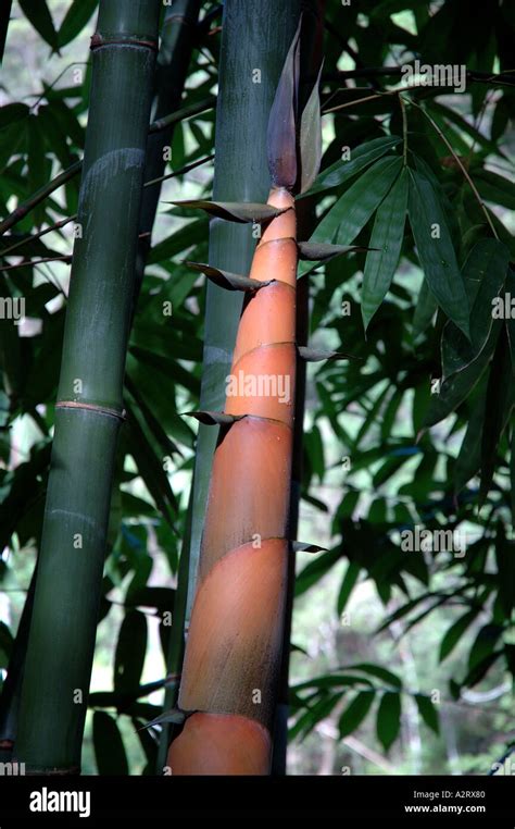 Dendrocalamus Latiflorus Young Edible Shoot Sweet Wa Bo Wani Ma Zhu