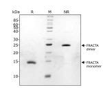 Recombinant Human Mouse Rat Follistatin Resistant Activin A Protein