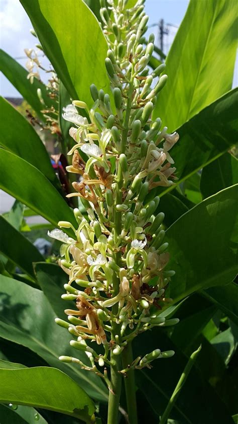 Alpinia Galanga L Willd Globinmed