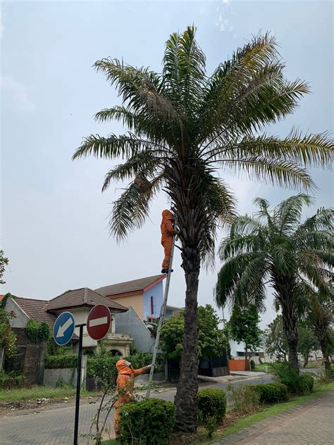 Tim Rescue Bpbd Sidoarjo Melakukan Evakuasi Sarang Tawon Vespa Di Perum