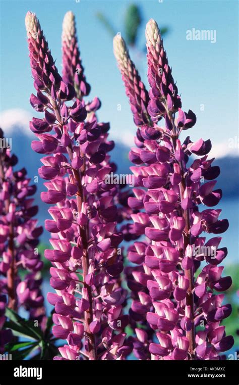 Many Leaved Lupin Hi Res Stock Photography And Images Alamy