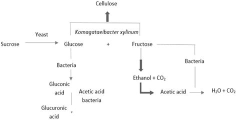 Understanding Kombucha Tea Fermentation: A Review