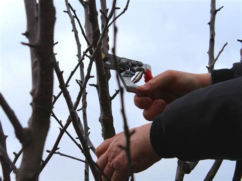 Obstbaum Schnittkurse 2023 Naturpark Bauernland