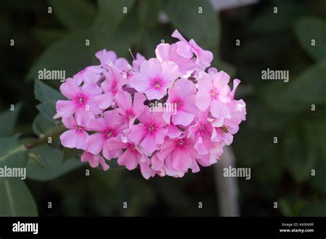 Phlox Paniculata Eva Cullum Stock Photo Alamy