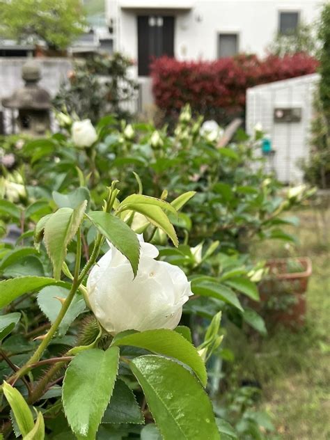 昨夜から今朝にかけて雨☔️も降るし、雷 すうsuuさんのモーメント Yamap ヤマップ