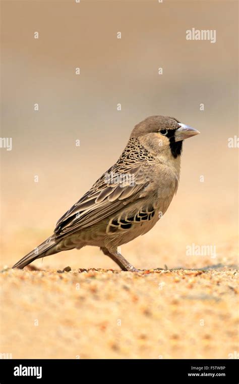 Sociable Weaver Philetairus Socius Adult Native To South Africa