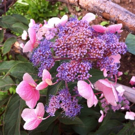 Hortenzia drsná Hydrangea aspera Hot Chocolate Co4L 25 30 MAX