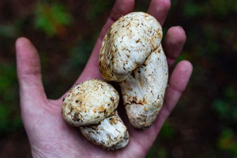 Matsutake Mushroom Magic - Kingdom California