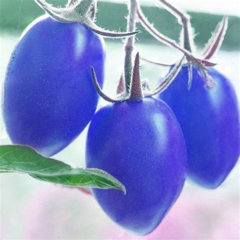 100pcs Blue Cherry Tomato Seeds OutletTrends.com Free Shipping Up to 70 ...