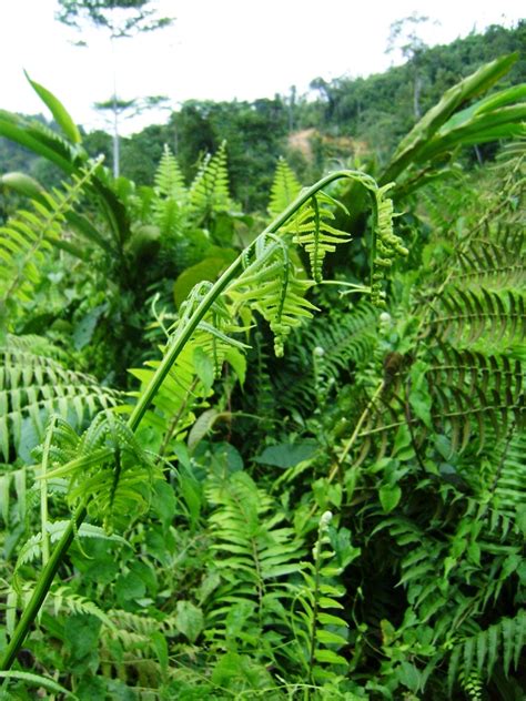 MY CHOICE ~ Walking Through Nature: Edible Species of Ferns