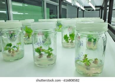 Tissue Culture Stock Photo 616808582 | Shutterstock